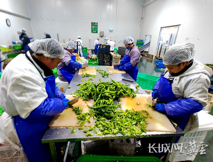 净菜车间里的“幸福年味”