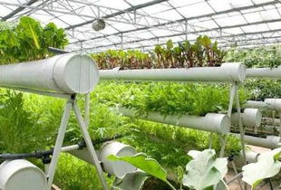 无土栽培有机蔬菜成本探秘 有机瓜菜工厂费用为何更低？