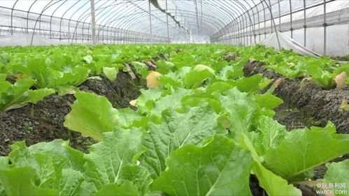 慈利县蓓翔蔬菜种植专业合作社 抓好蔬菜生产，守护民生“菜篮子”